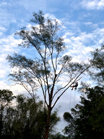Tree Care Day