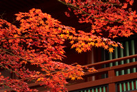 More Red Leaves in Nikko